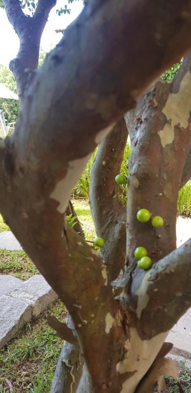 Pousada Guaruja - image 10