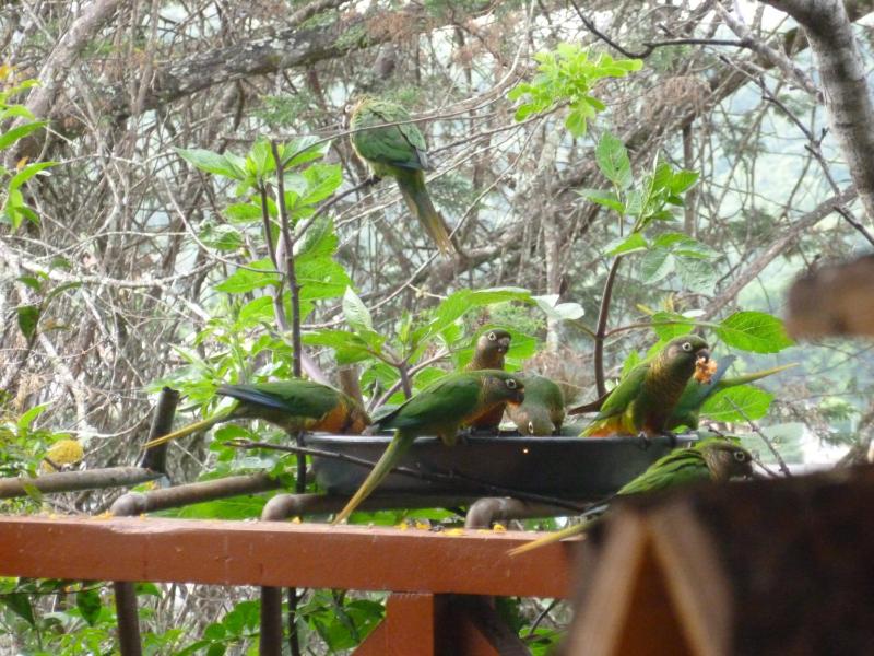 Pousada dos Esquilos - image 3