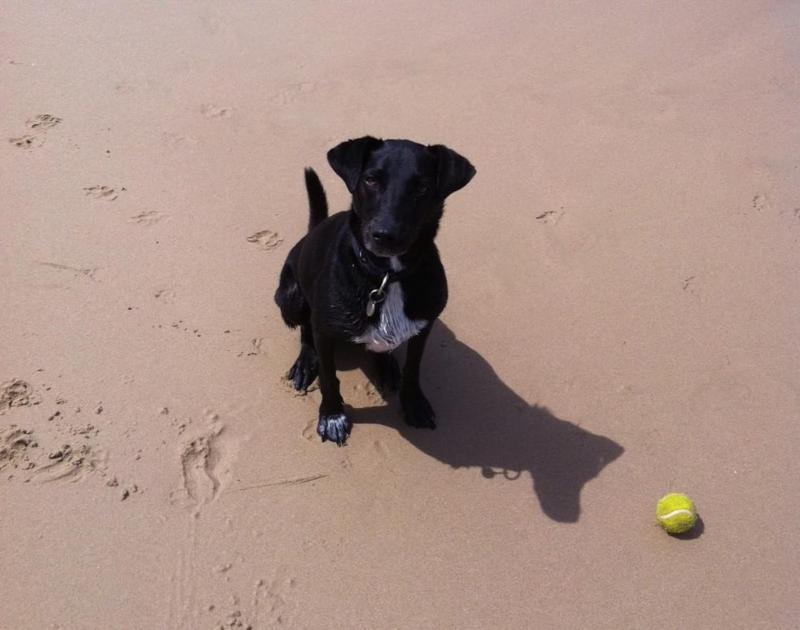 Watts @ Callala Beach-Pet Friendly - image 22