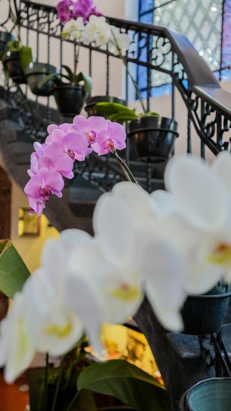 Orchid House Mexico City - image 48