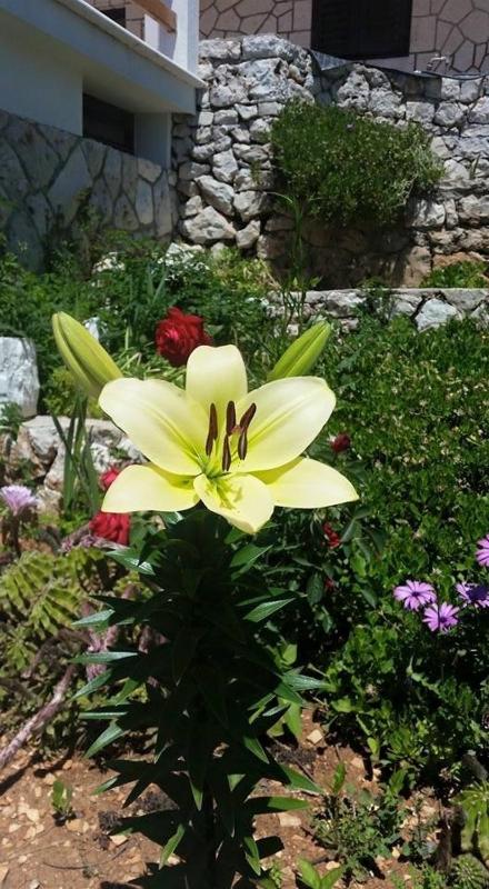 Seabreeze Apartments Hvar (199) - image 6