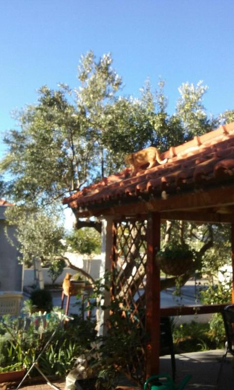 Apartment in Ražanj with Seaview Terrace WIFI (3743-1) - image 6