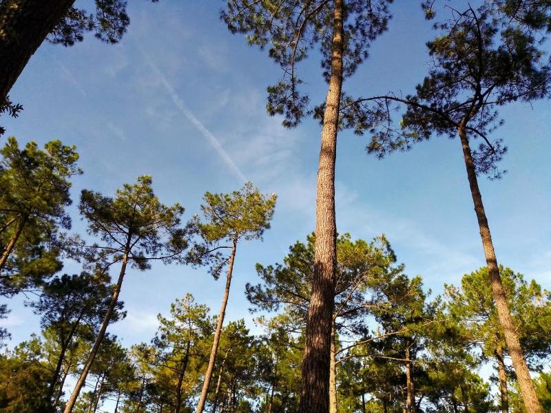 Three-Bedroom Chalet image 2