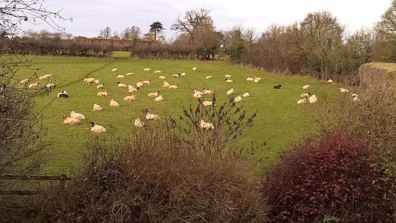 Deluxe Triple Room image 2