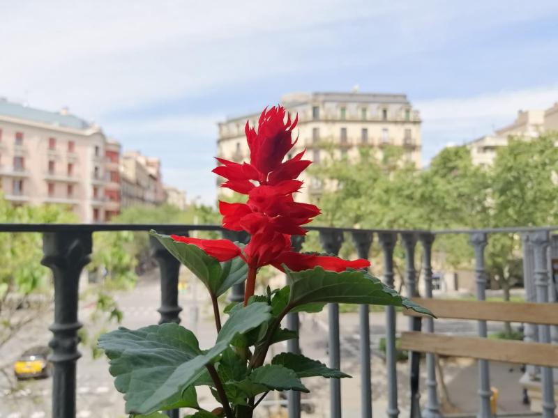 Casa Consell Gran Via Guest House - image 6