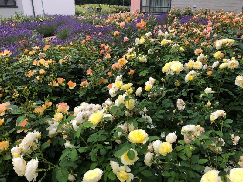 Franciscan guest house - image 14