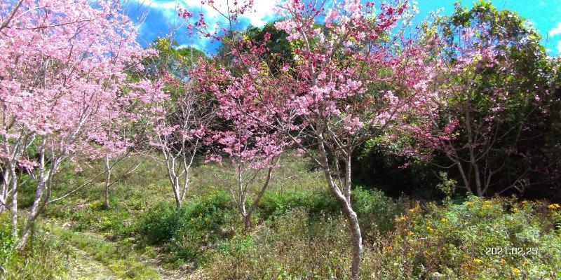 Vineyard Guesthouse - image 7