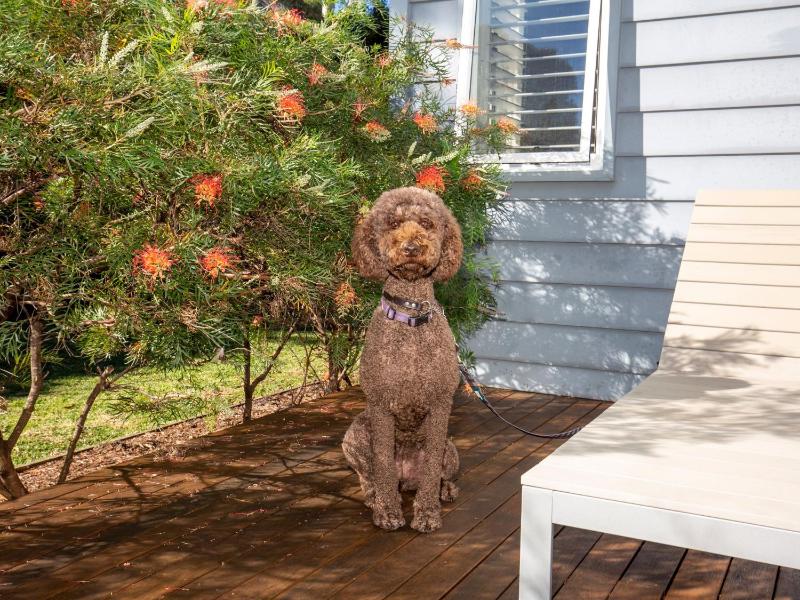 Sapphire Sands - Pet Friendly - Community Pool - image 12