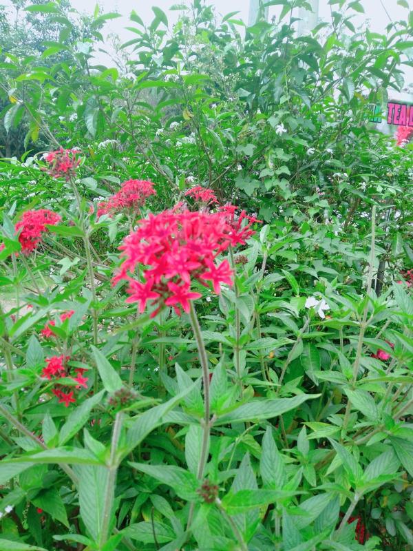 Ella Tea Land View - image 8