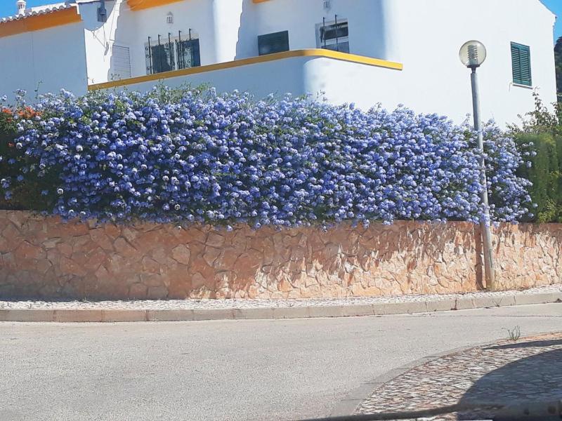 Casa Rosa Floresta - image 11