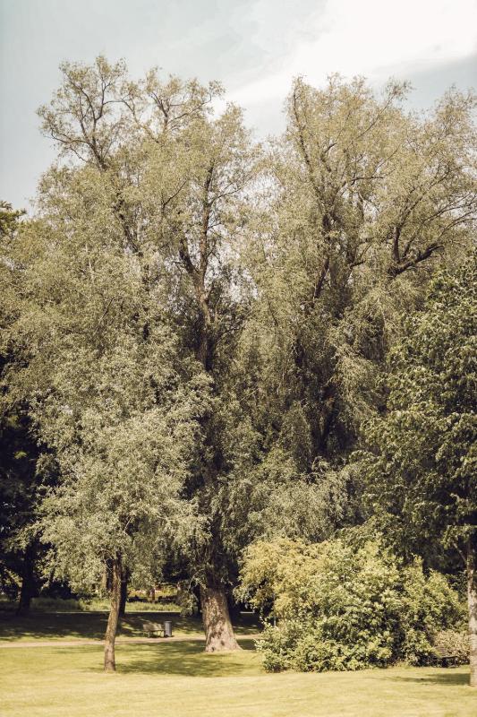 Standard Double or Twin Room image 2