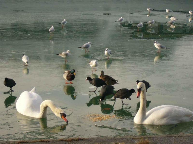 Apartments in Siofok - Balaton 38420 - image 4