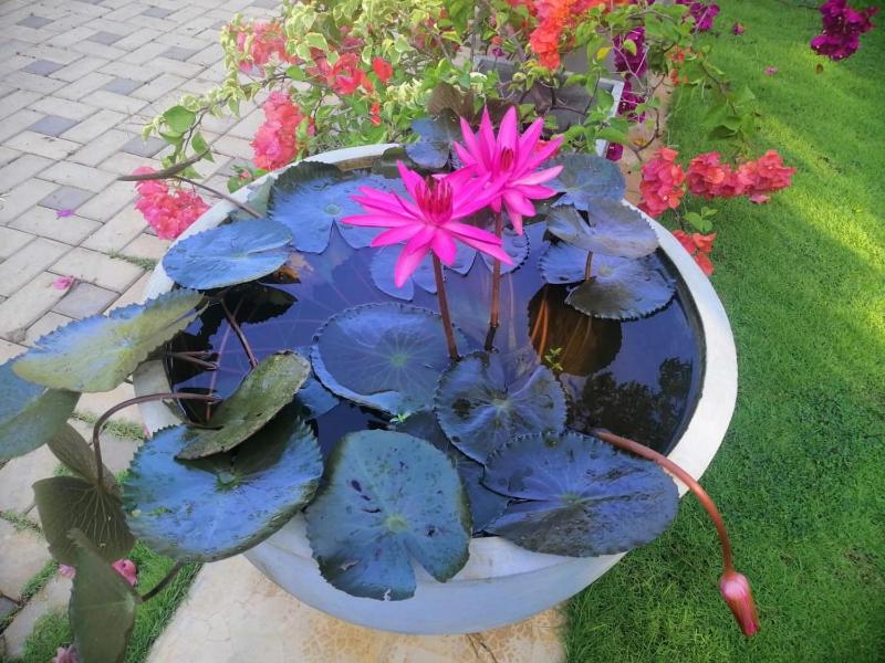 Golden Residence - image 34