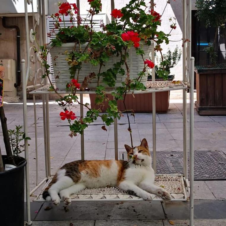 Gafa Garden Hostel & Apartments - Great Location - image 11