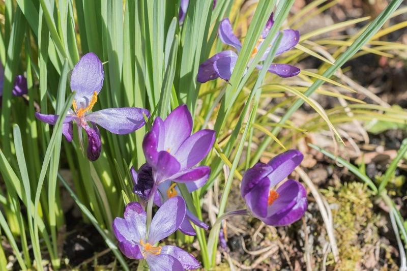 Crosthwaite Gardens - image 31