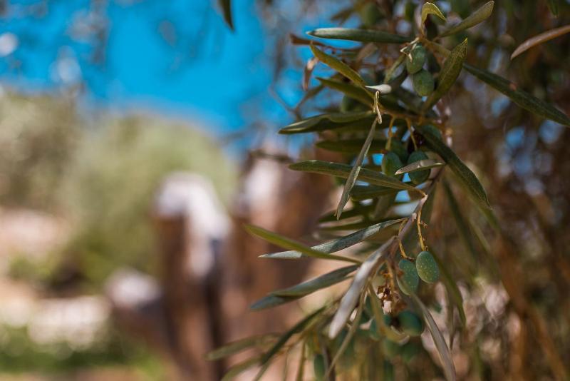 Azalo Country House - image 9
