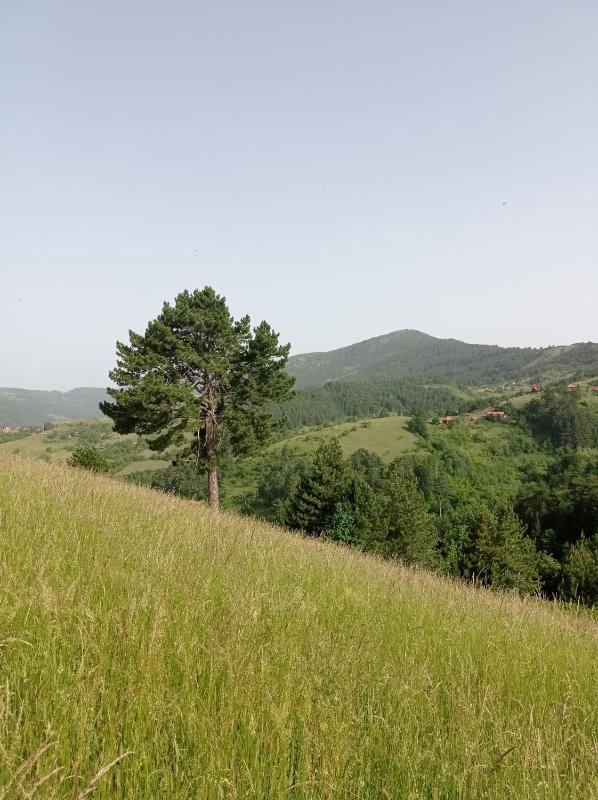 Laki Marjanovic - image 1