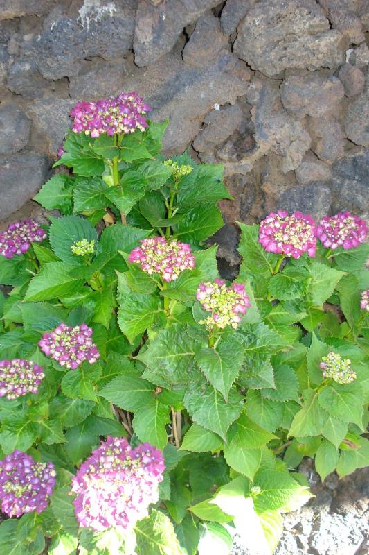 One-Bedroom House image 4