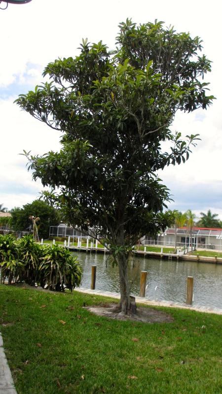 Villa Marco Island - image 32