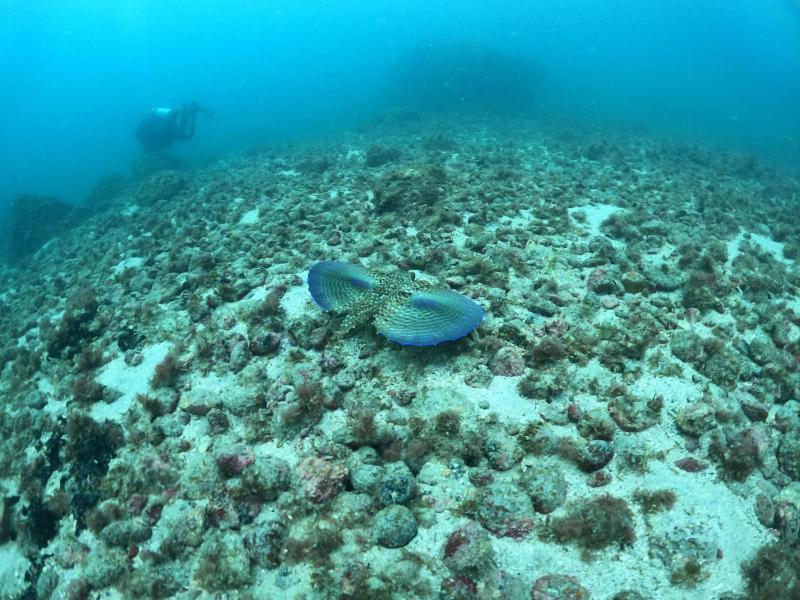 Pousada Aquamaster Dive Center - image 14