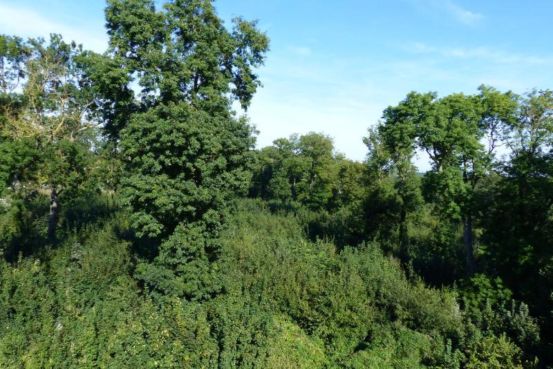 Premium Double Room with Forest View image 4