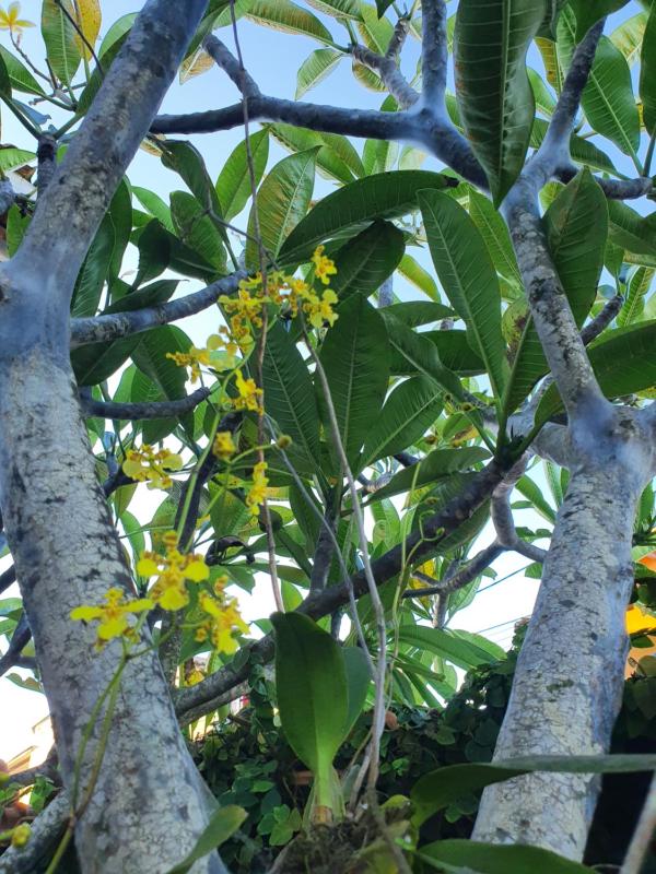 Pousada Recanto Verdes Mares - image 17