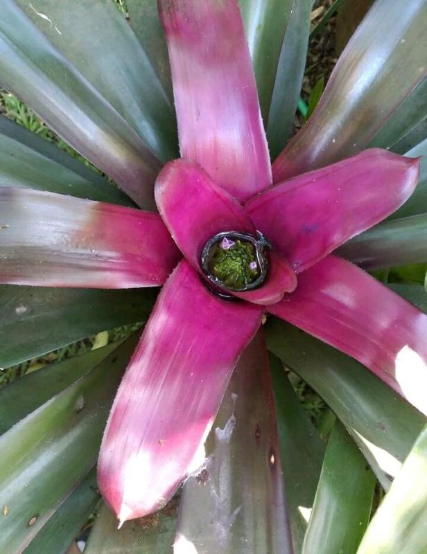 Jardín de Naipí 2 - image 25