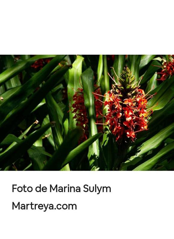 Jardín de Naipí 2 - image 21