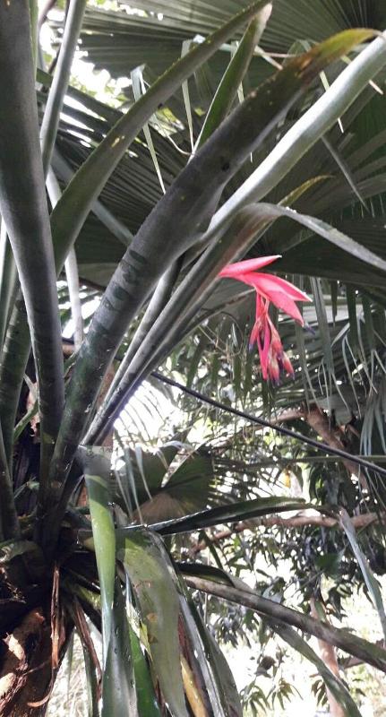 Jardín de Naipí 2 - image 3