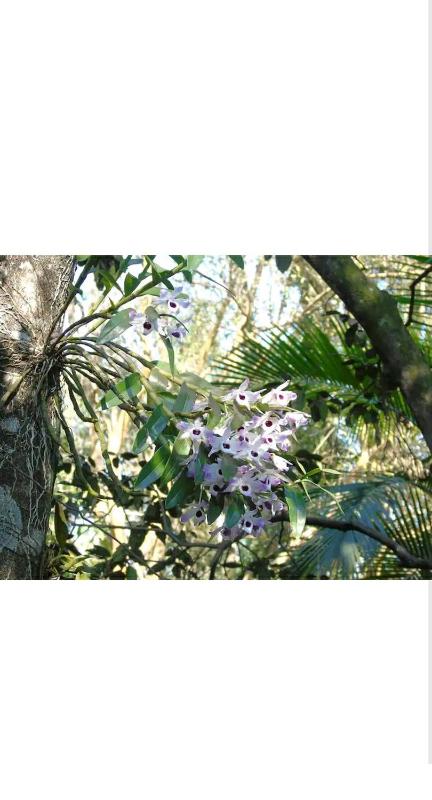 Jardín de Naipí 2 - image 41