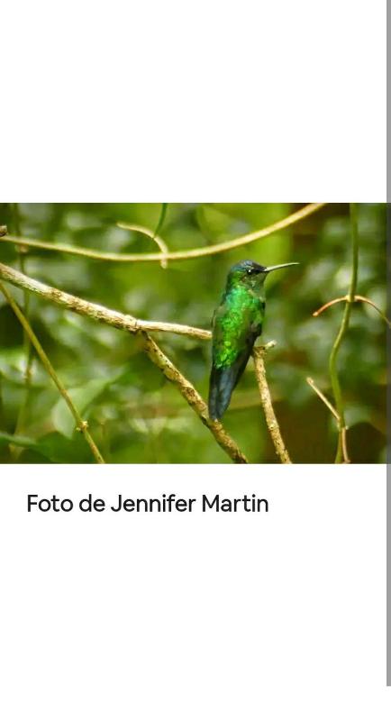 Jardín de Naipí 3 - image 2