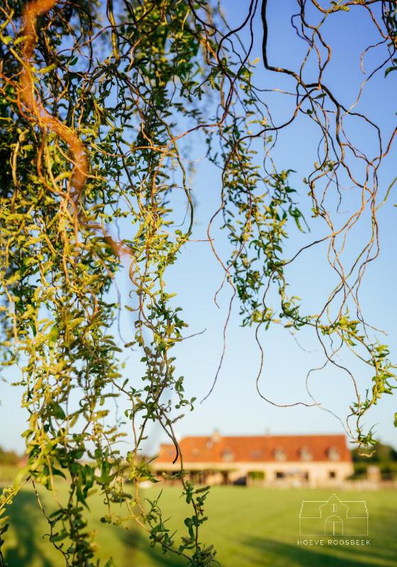 Standard Double or Twin Room image 4