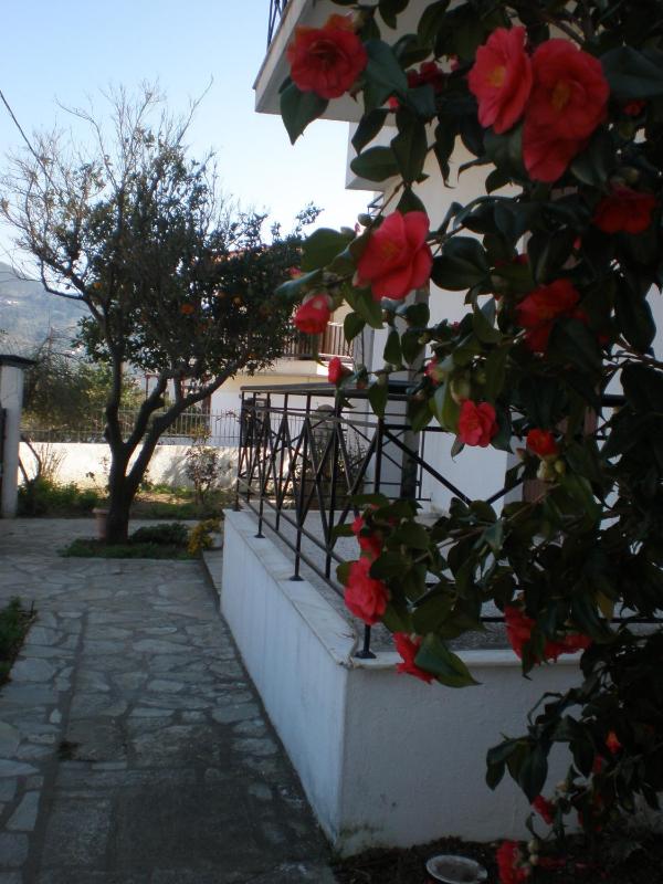 Karagiozos Studios & Apartments - image 8