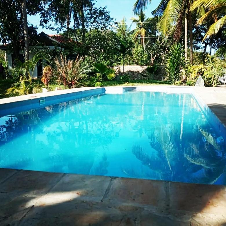 Cycad Palm Diani - image 12
