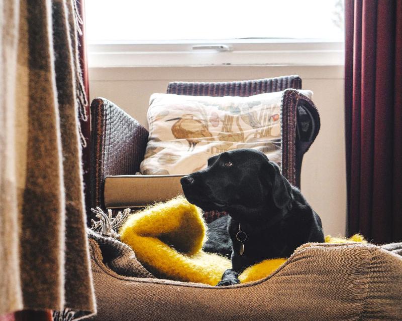 Classic Double Room - Pets Welcome image 4