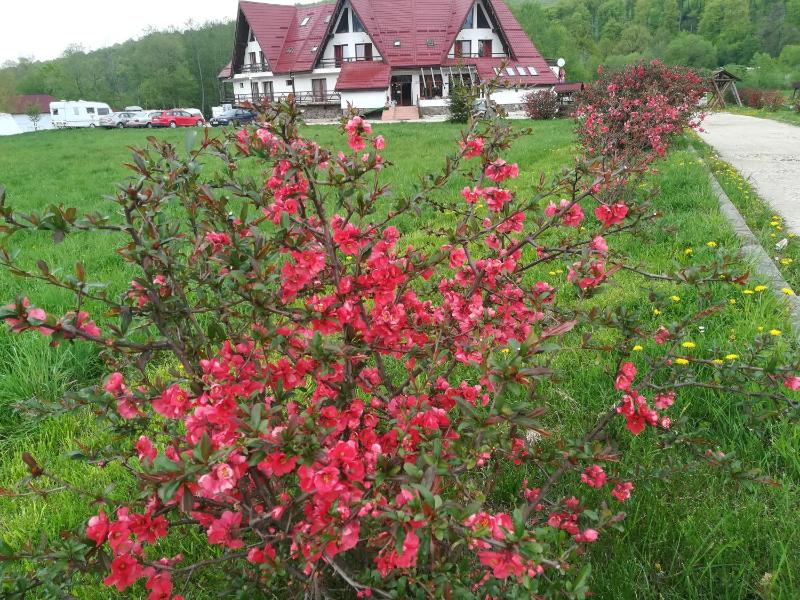 Pensiunea Rasnov - image 6
