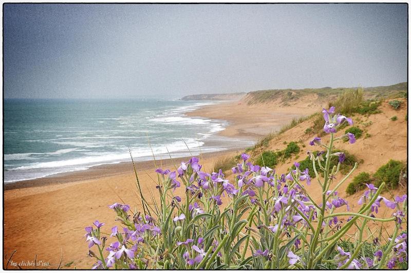 Les Jacinthes - image 11