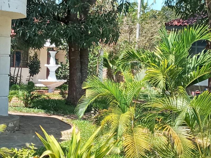 Cycad Palm Diani - image 11