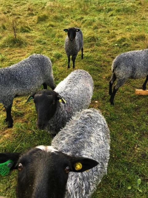 Two-Bedroom House image 2