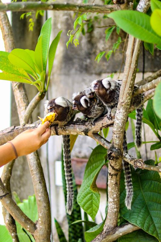 Tropical Hostel - image 32
