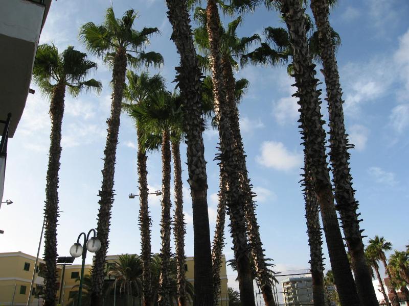 Las Faluas - image 6