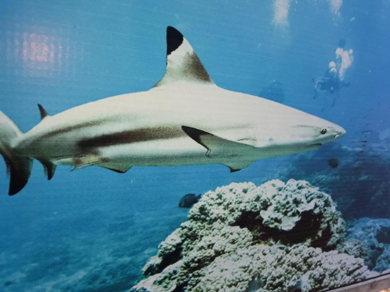 Dive beach palace - image 18