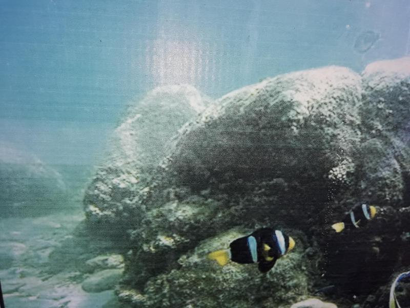 Dive beach palace - image 17