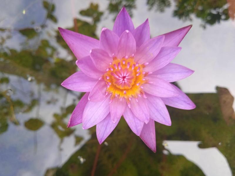 Green Garden Hiriketiya - image 14