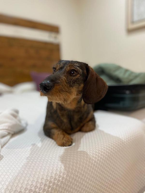 Twin Room - Pet Friendly image 3