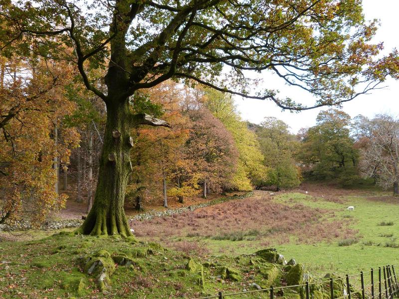 The Oaks - image 10