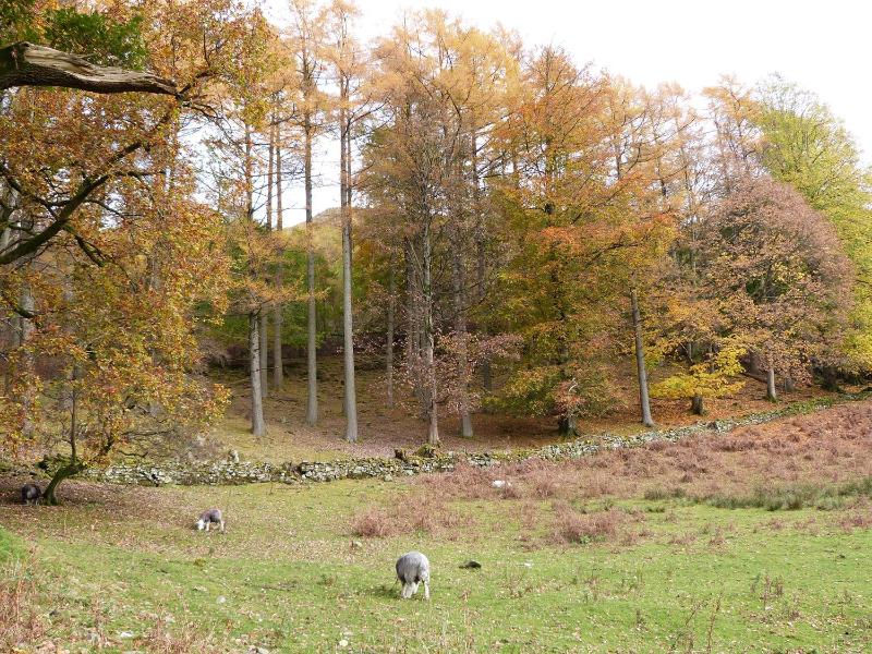 The Oaks - image 5