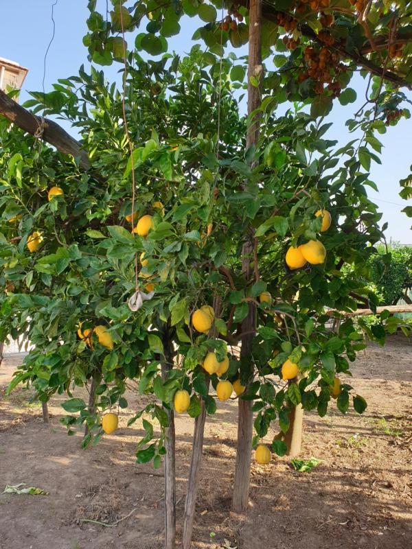 Casa Vacanze Il Frutteto - image 30