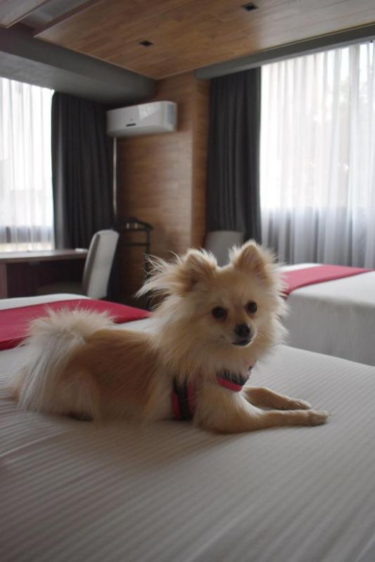 Hotel Park Nilo Reforma - image 12
