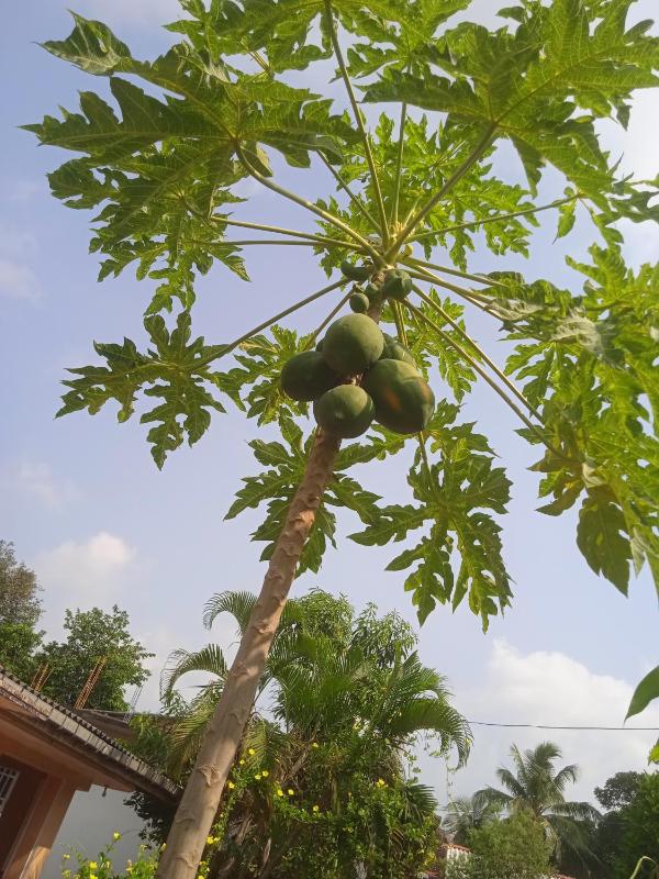 Sanaya Homestay - image 5